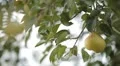 Pear Tree, Pomaceous, Fruits Orchard, Ecological Farmer, Organic Horticulture HD Footage