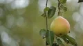 Pear Tree, Pomaceous, Fruits Orchard, Ecological Farmer, Organic Horticulture HD Footage