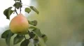 Pear Tree, Pomaceous, Fruits Orchard, Ecological Farmer, Organic Horticulture HD Footage
