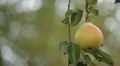 Pear Tree, Pomaceous, Fruits Orchard, Ecological Farmer, Organic Horticulture HD Footage