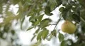 Pear Tree, Pomaceous, Fruits Orchard, Ecological Farmer, Organic Horticulture HD Footage