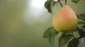 Pear Tree, Pomaceous, Fruits Orchard, Ecological Farmer, Organic Horticulture HD Footage