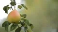 Pear Tree, Pomaceous, Fruits Orchard, Ecological Farmer, Organic Horticulture HD Footage