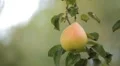 Pear Tree, Pomaceous, Fruits Orchard, Ecological Farmer, Organic Horticulture HD Footage