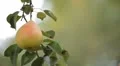 Pear Tree, Pomaceous, Fruits Orchard, Ecological Farmer, Organic Horticulture HD Footage