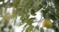 Pear Tree, Pomaceous, Fruits Orchard, Ecological Farmer, Organic Horticulture HD Footage