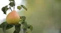 Pear Tree, Pomaceous, Fruits Orchard, Ecological Farmer, Organic Horticulture HD Footage