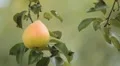 Pear Tree, Pomaceous, Fruits Orchard, Ecological Farmer, Organic Horticulture HD Footage
