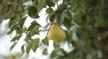 Pear Tree, Pomaceous, Fruits Orchard, Ecological Farmer, Organic Horticulture HD Footage