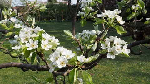 Pear tree (Pyrus), blossoms in spring Stock Footage 106250394