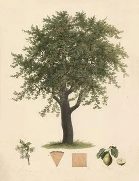 Pear tree, Pyrus communis, illustration by Johann Kautsky (1827-1896), Stock Illustration