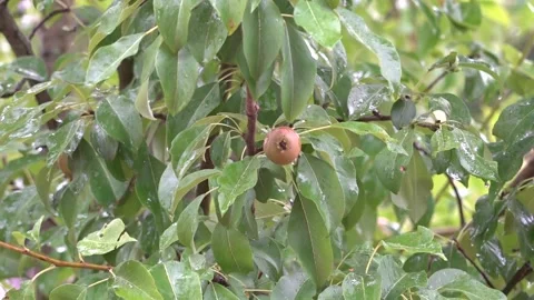 Pear tree in the rain Stock Footage 141139459