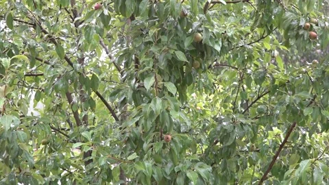 Pear tree in the rain Stock Footage 141139462
