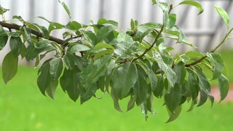 Pear tree in the rain Stock Footage 141139468