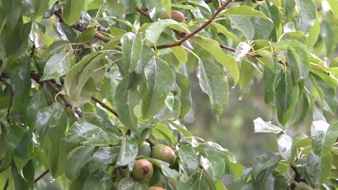 Pear tree in the rain Stock Footage 141139476