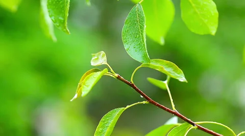 Pear tree. raindrops on leaves. Stock Footage 39555556