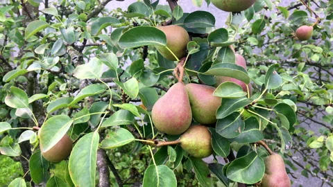 Pear tree, red pears growing on branches Stock Footage 207690836