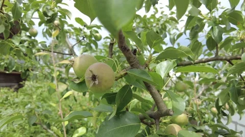 Pear tree. ripe pear on the tree Stock Footage 201265988
