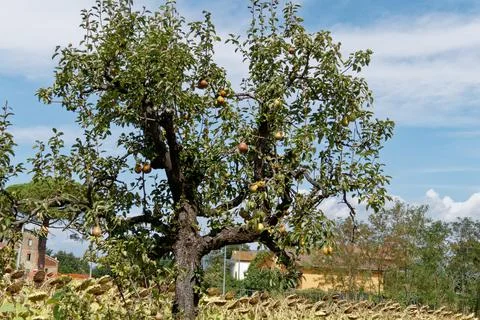 Pear tree with ripe pears in summertime . Tuscany, Italy Stock Photos