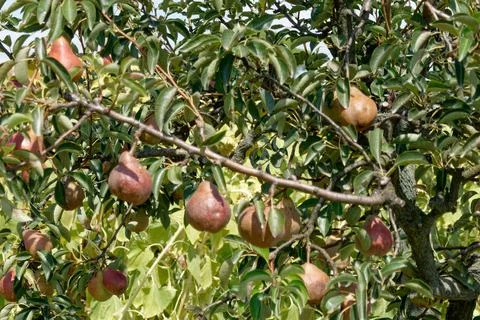Pear tree with ripe pears in summertime . Tuscany, Italy Stock Photos