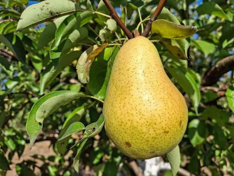 Pear in the tree in Romania Stock Photos