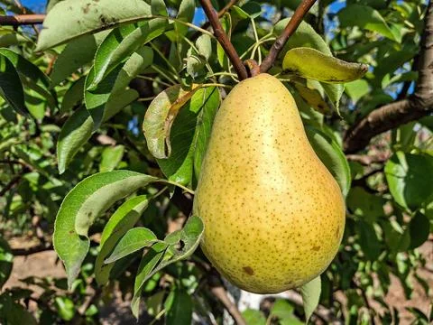 Pear in the tree in Romania Фото