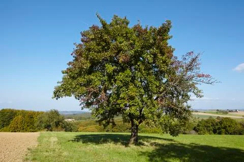 Pear tree - single pear tree in an open landscape Foto stock