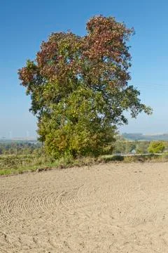 Pear tree - single pear tree in an open landscape Stock Photos