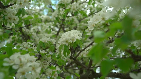 Pear tree on spring. Blooming pear tree close up Stock Footage 188709824
