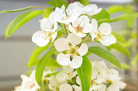 Pear tree spring flowers background floral Stock Photos