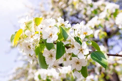 Pear tree in spring Stock Photos