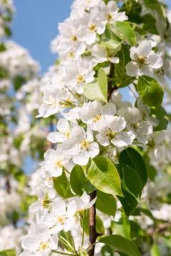 Pear tree in spring Stock Photos