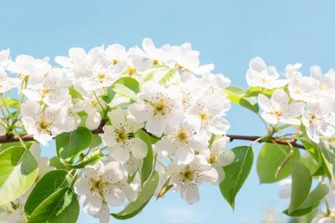 Pear tree in spring Stock Photos