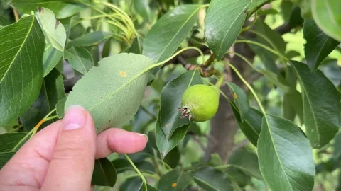 Pear tree stem and leaves affected by orange spots or pear rust fungal disease 스톡 동영상 279226810