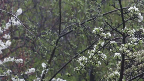Pear tree suffers under falling snow harming fruit harvest Stock Footage 129496519