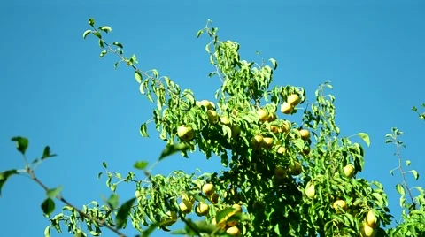 Pear tree in the summer garden. Stock Footage 66767085