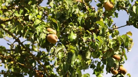 A pear tree in the sun video Stock-Footage 253873740