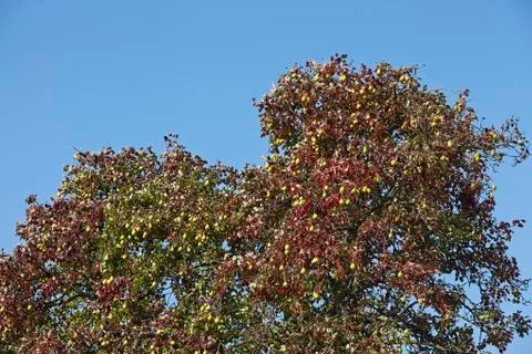 Pear tree - tree crown of a pear tree Stock Photos