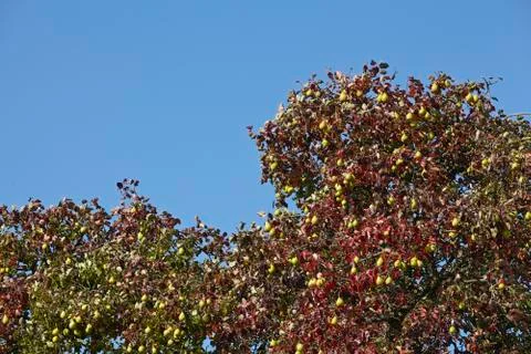Pear tree - tree crown of a pear tree Foto stock