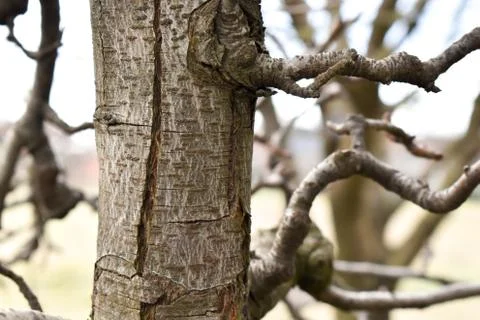 Pear tree trunk close up Stock Photos