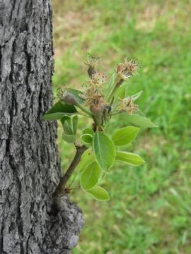 Pear tree twig with buds in spring . Tuscany, Italy Stock Photos
