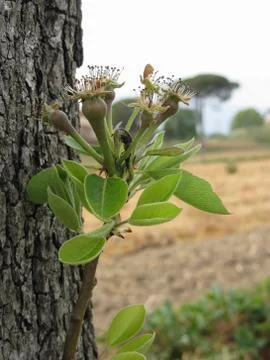 Pear tree twig with buds in spring . Tuscany, Italy Stock Photos
