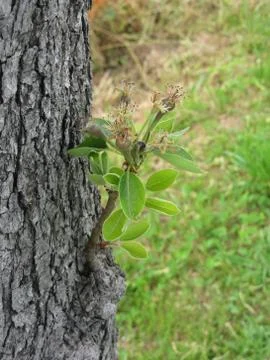Pear tree twig with buds in spring . Tuscany, Italy Stock Photos