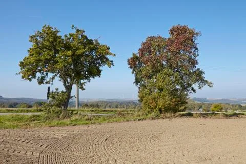 Pear tree - two pear trees in an open landscape Foto stock