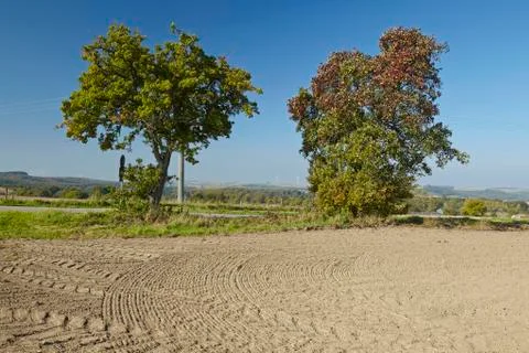 Pear tree - two pear trees in an open landscape Stock Photos