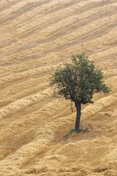 The pear tree in the wheat field. Stock Photos