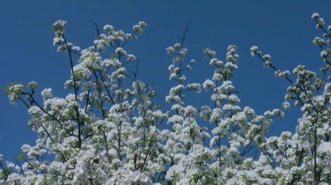 Pear tree with white blossom Stock Footage 437540