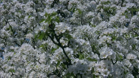 Pear tree with white blossom Stock Footage 437742
