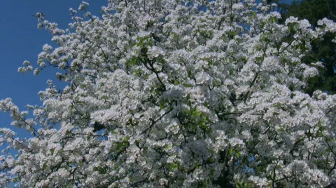 Pear tree with white blossom Stock Footage 438407