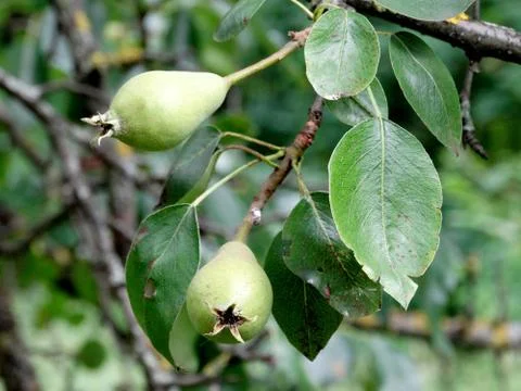Pear tree, young pears on a blurry green background Foto stock